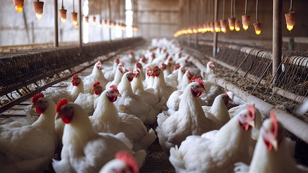 ����� ������� ������ ����� �������� 17 / 3 / 2026 �� �������