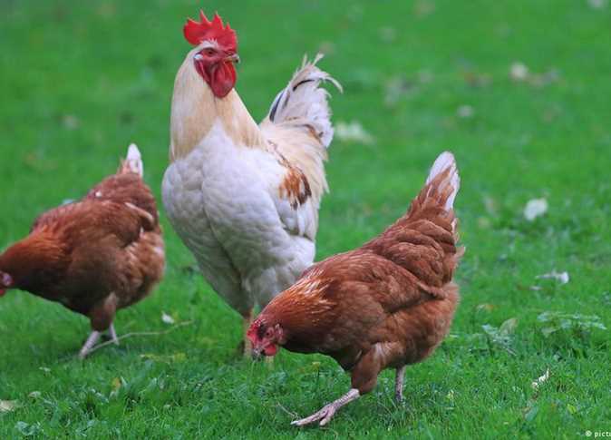 ����� ������� ������ ����� ����� 29 / 3 / 2026 �� �������