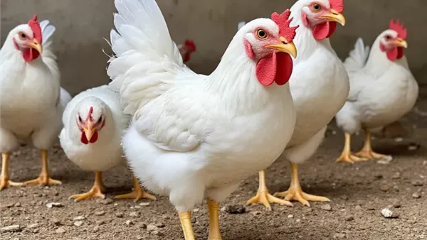 ����� ������� ������ ����� ����� 1 / 3 / 2026 �� �������