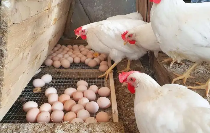 ����� ������� ������ ����� �������� 16 / 12 / 2025 �� �������