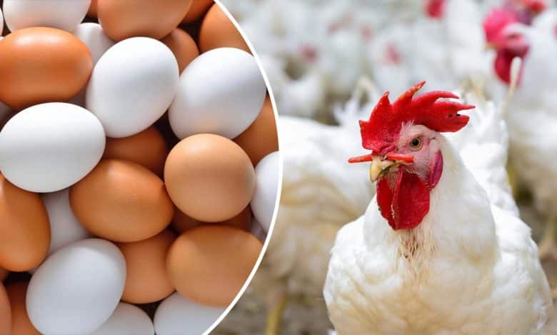 ����� ������� ������ ����� �������� 18 / 3 / 2026 �� �������