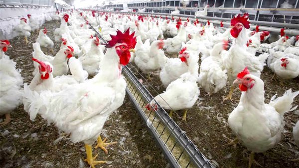 ����� ������� ������ ����� ����� 8 / 2 / 2026 �� �������