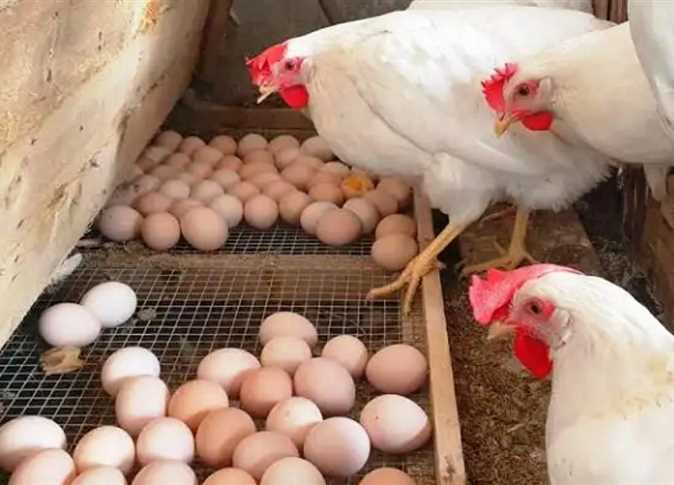 ����� ������� ������ ����� ����� 28 / 2 / 2026 �� �������