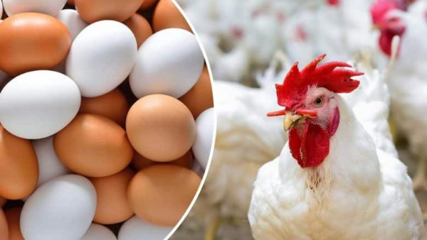 ����� ������� ������ ����� ������ 19 / 3 / 2026 �� �������