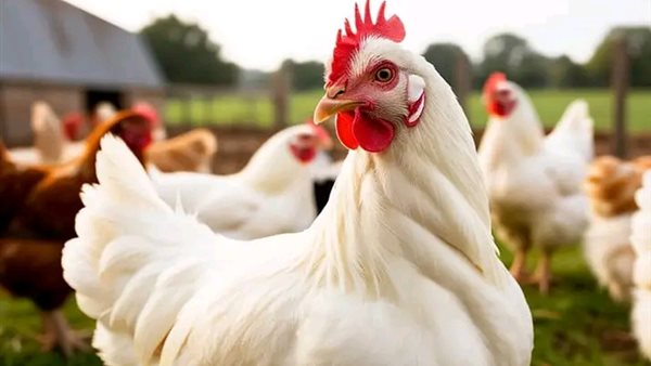 ����� ������� ������ ����� ������ 26 / 3 / 2026 �� �������