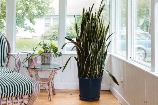 أفضل 5 نباتات فنج شوى شتوية لاستخدامها فى منزلك.. منها نبات الثعبان