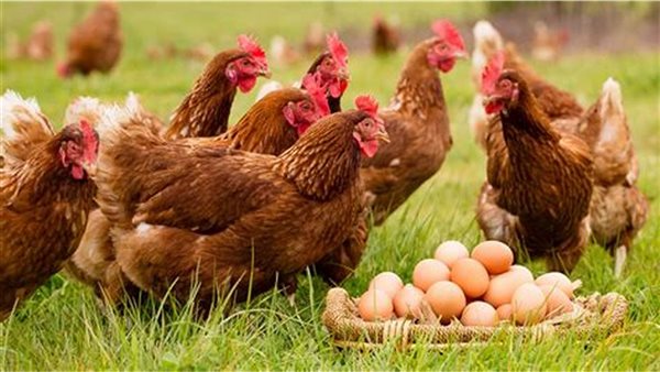 ����� ������� ������ ����� �������� 24 / 3 / 2026 �� �������